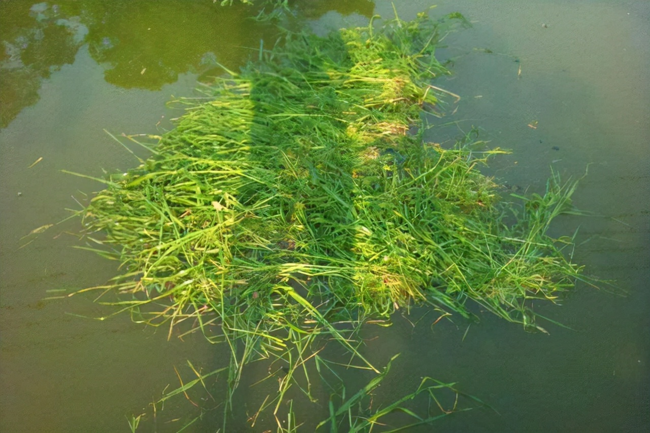 鱼塘草鱼密度少冬季如何钓草鱼,水库钓人工饲养的草鱼技巧和方法