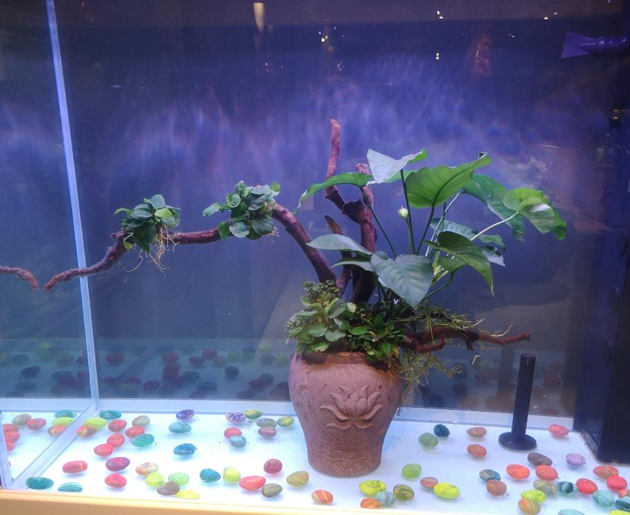 金鱼吃水草怎么养,金鱼吃水里的苔藓