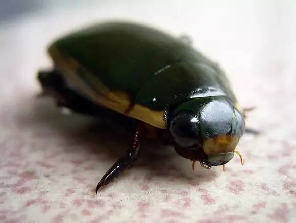 广东人一日三餐美食,广东人的日常美食生吃