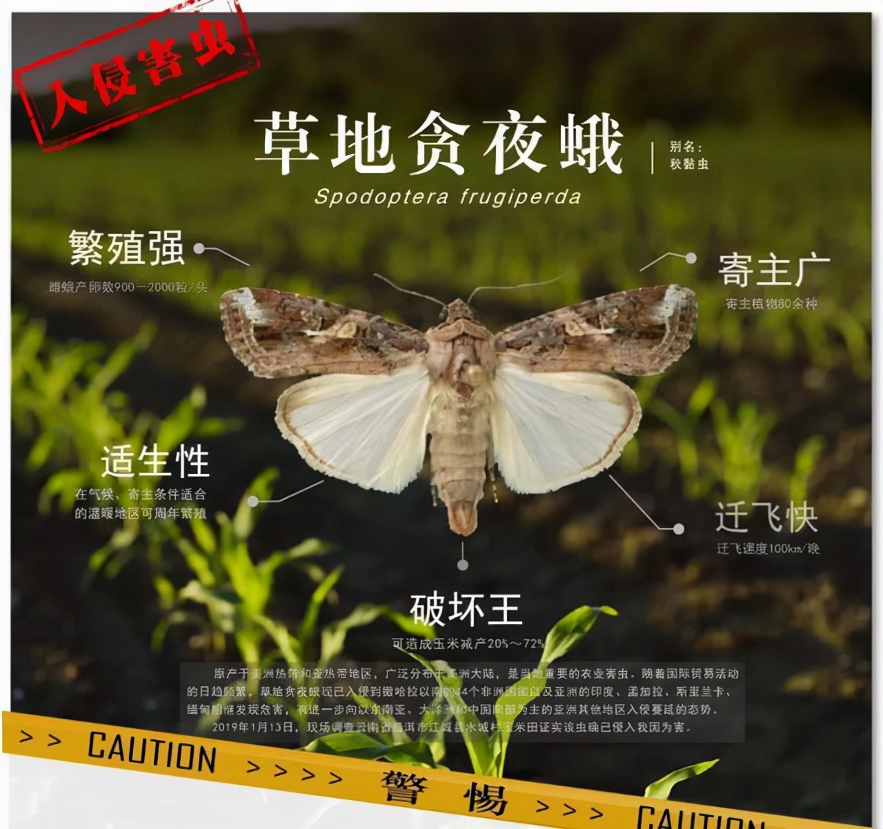 桔臀纹粉蚧,桧柏臀纹粉蚧