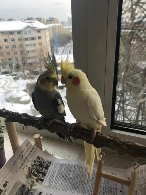 家庭养鸟的风水禁忌,手养鸟平时怎么饲养