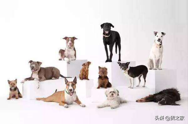 宠物食品品牌分析,高端宠物食品品牌运营