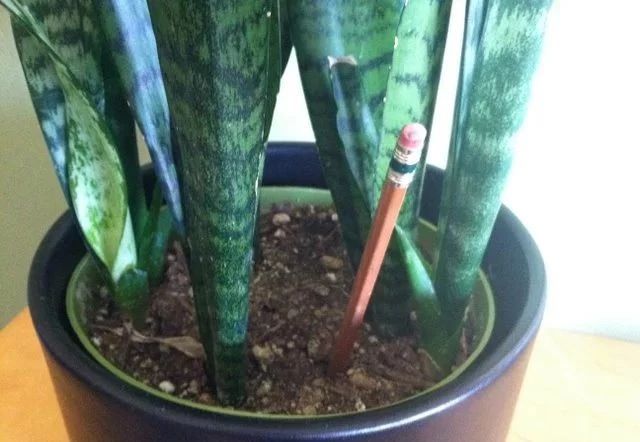 浇水过少导致枯萎怎么补救,多浇水也不会死的植物