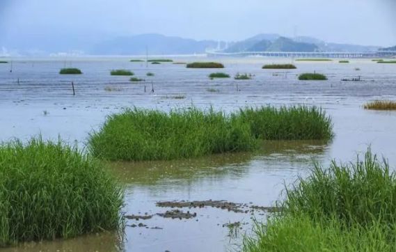 井水养殖龙虾,井水养殖淡水虾