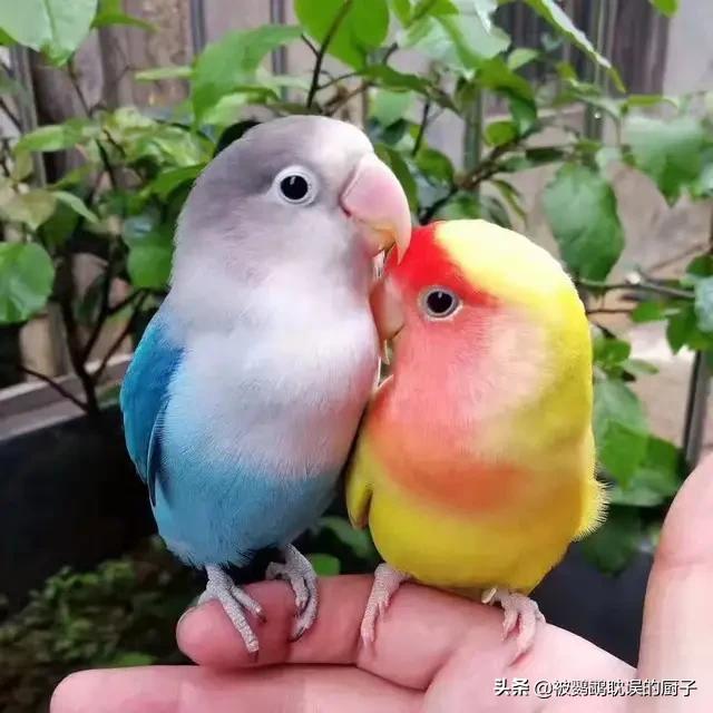 哪些牡丹鹦鹉可以合法饲养,牡丹鹦鹉不让公鸟进窝是怎么回事