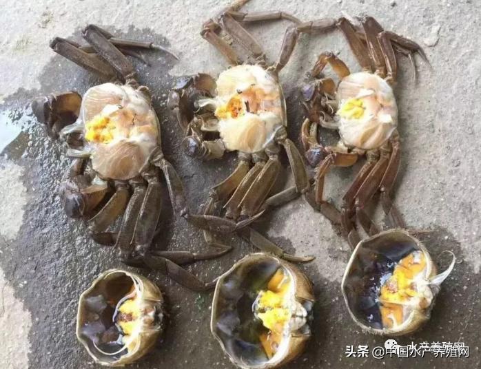 饲料乱象,饲料行业乱象