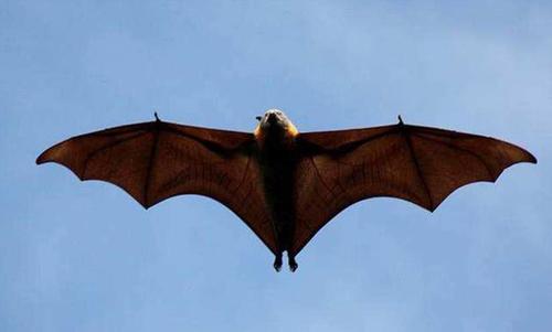 70万只蝙蝠入侵澳洲在什么时间,70万只蝙蝠入侵澳洲是真还是假