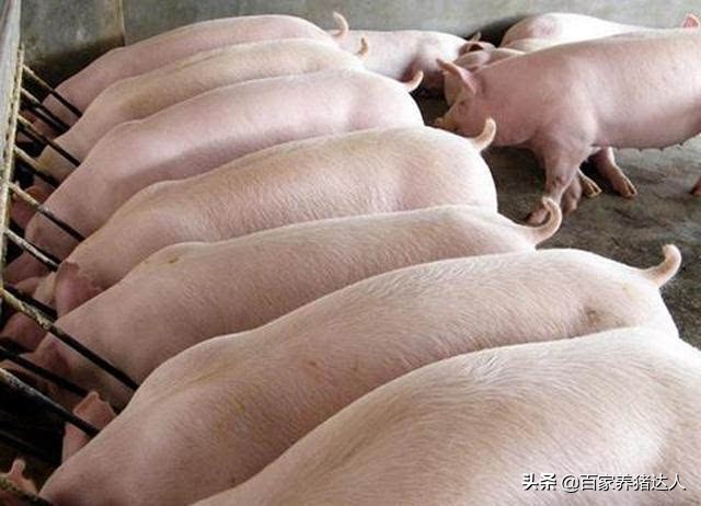 养猪场韭菜治猪病,大葱能治病吗