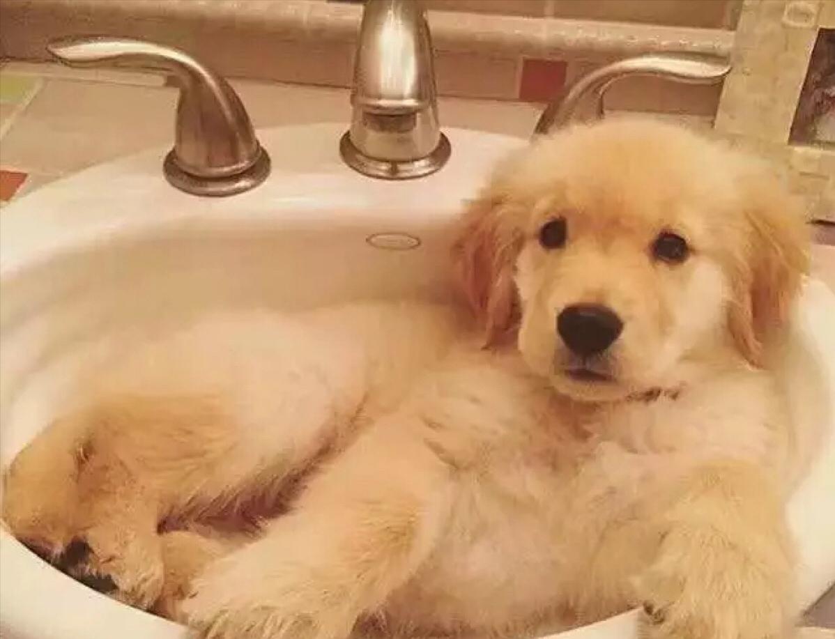 金毛训练定点上厕所,怎么让金毛定点上厕所