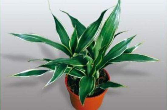 家养富贵竹用什么肥,家养富贵竹开花好吗