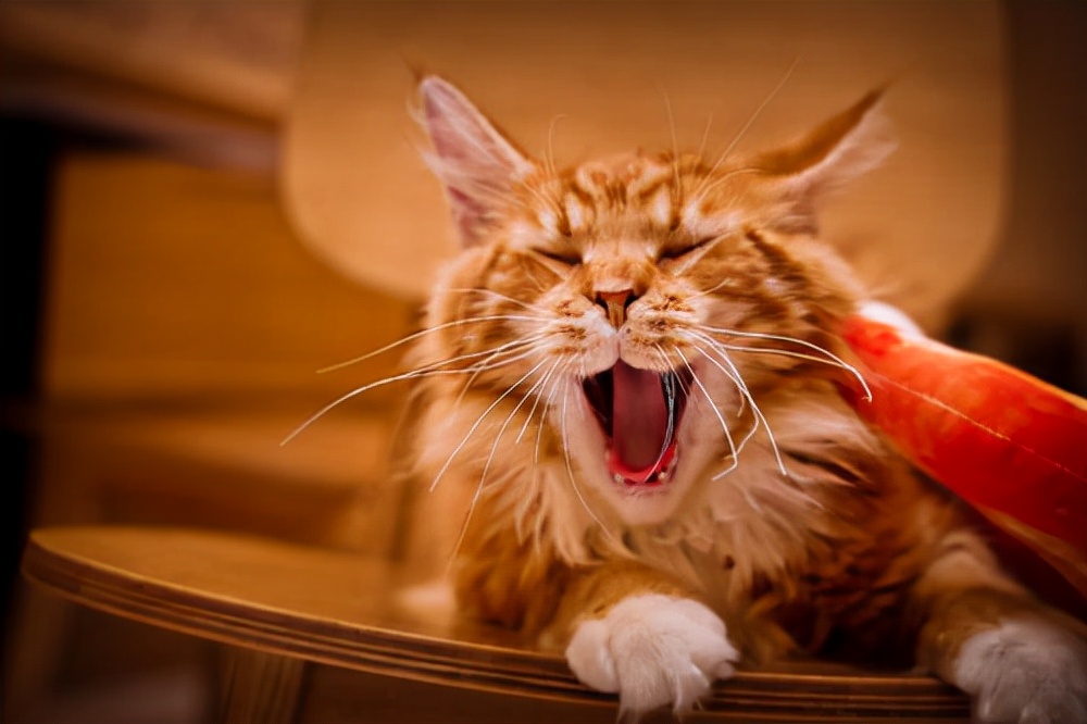 缅因猫到底有多可怕啊,缅因猫为什么不建议养