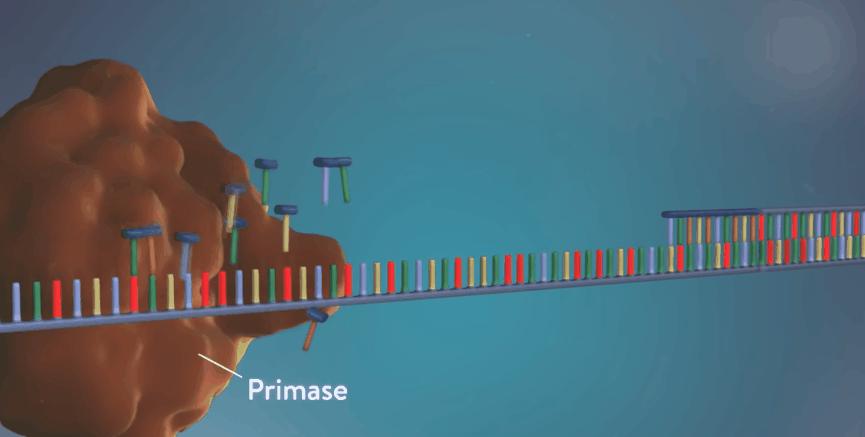 新型冠状病毒pcr检测操作规程,冠状病毒核酸检测pcr试剂