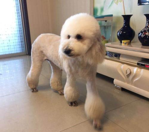 巨贵犬是不是和泰迪一样喜欢乱咬,养泰迪的3大痛苦养过的人都知道