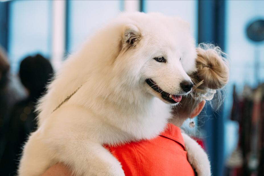 萨摩耶犬和金毛犬性格的区别,萨摩耶的七个特征