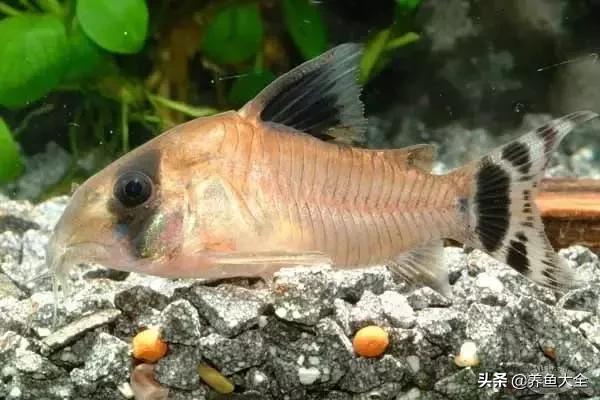 异型鱼饲养指南,异型鱼饲养方法