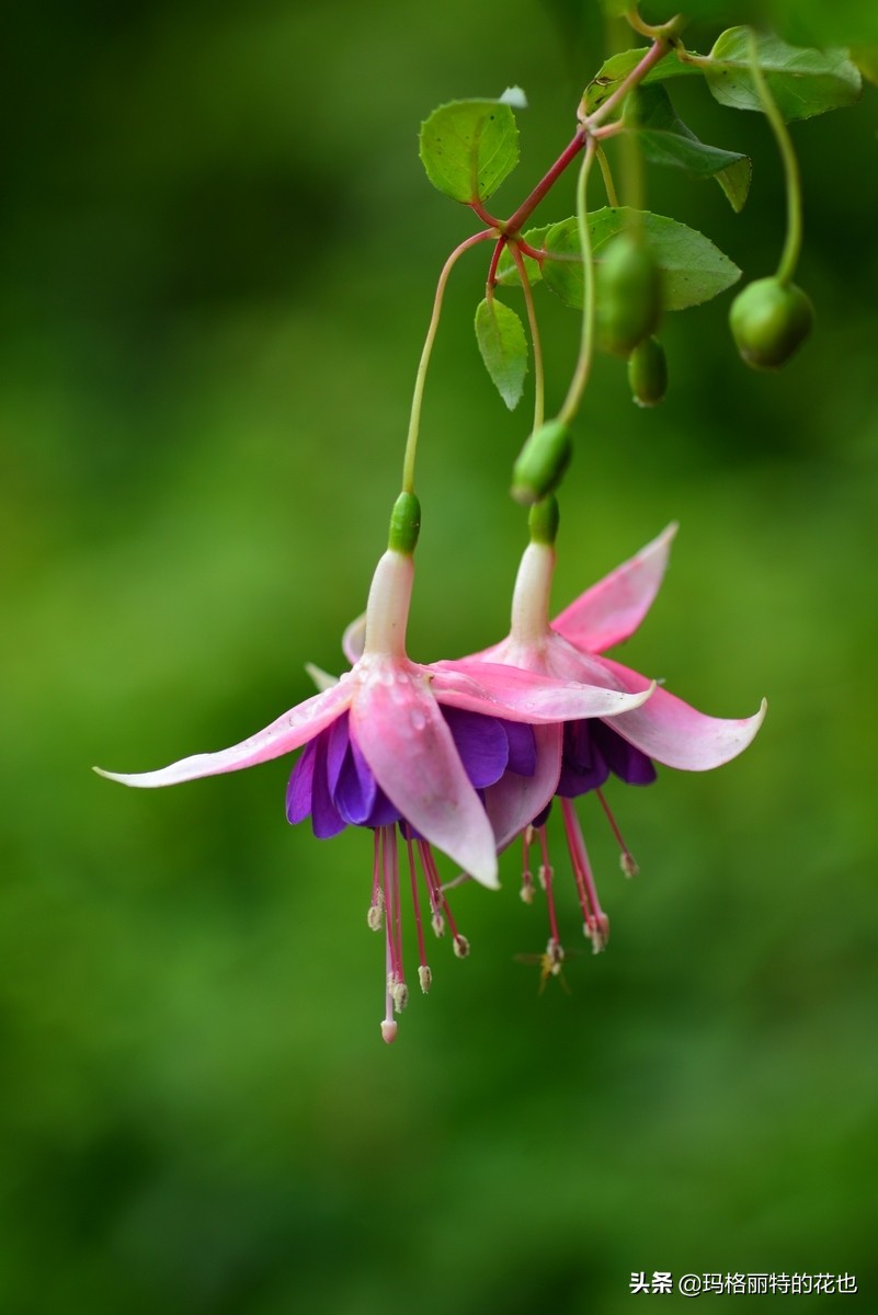 园丁金挂有排期吗,吊钟海棠怎么养护