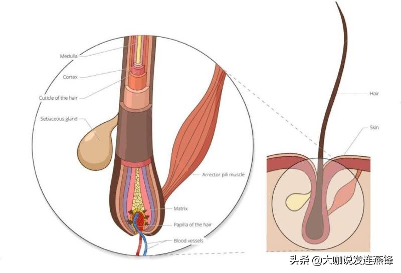 发量少细软适合什么发型免打理,头发稀少发质软塌怎么打理