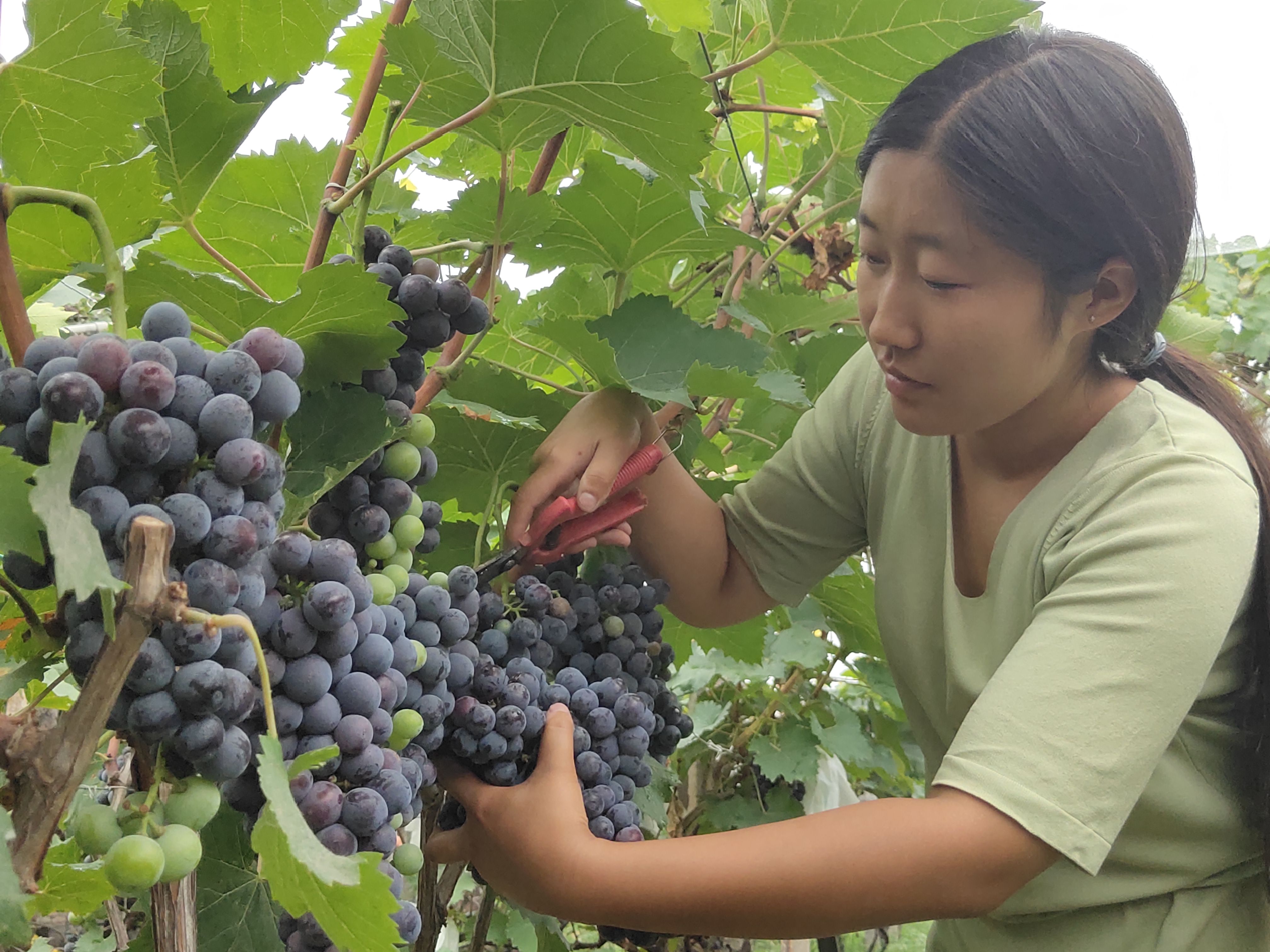 全省创业大赛上，这个焦作姑娘凭啥脱颖而出？她的志向可不简单……