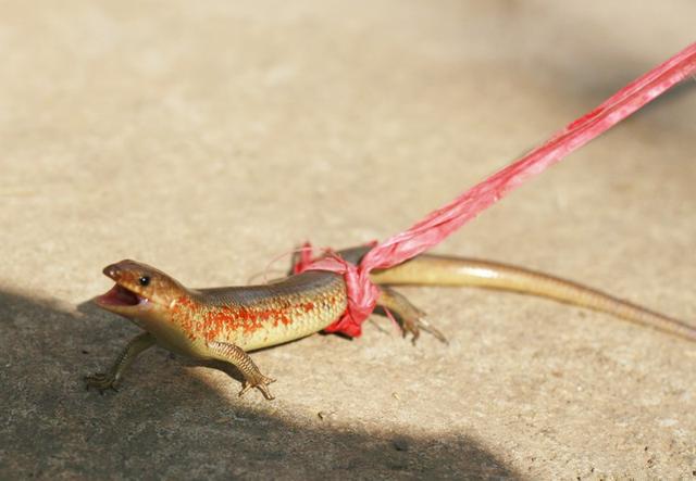 80后儿时玩物“狗婆蛇”，因犯了大忌，如今已是濒危保护动物？