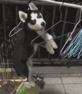 大叔刷百万礼物,大叔刷100万见网红