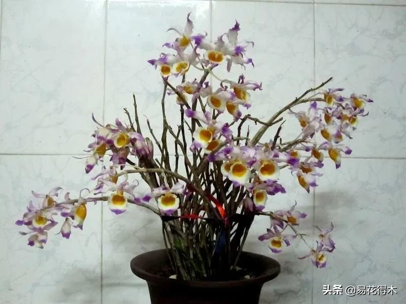 条状石斛和钉状石斛的区别,翅梗石斛与黑毛石斛的区别