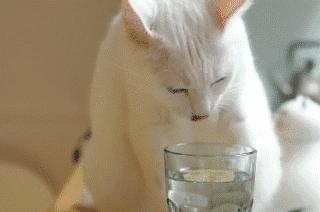 猫咪会因为天气变化不爱喝水吗,猫咪不爱喝水可以把猫粮泡水喂吗