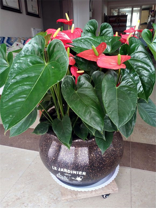 5种花好养又漂亮,5种花别乱养香味有毒