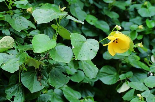 20种常见花草黑名单,40种常见花草