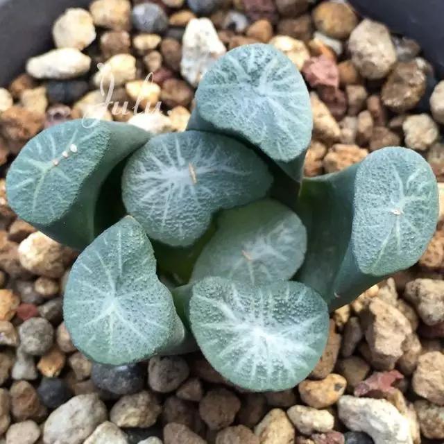 中国十大名贵稀有植物物种,全身是宝的名贵植物有哪些