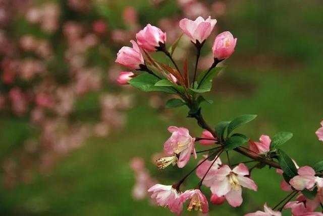 西府海棠散文名家,描写西府海棠的散文