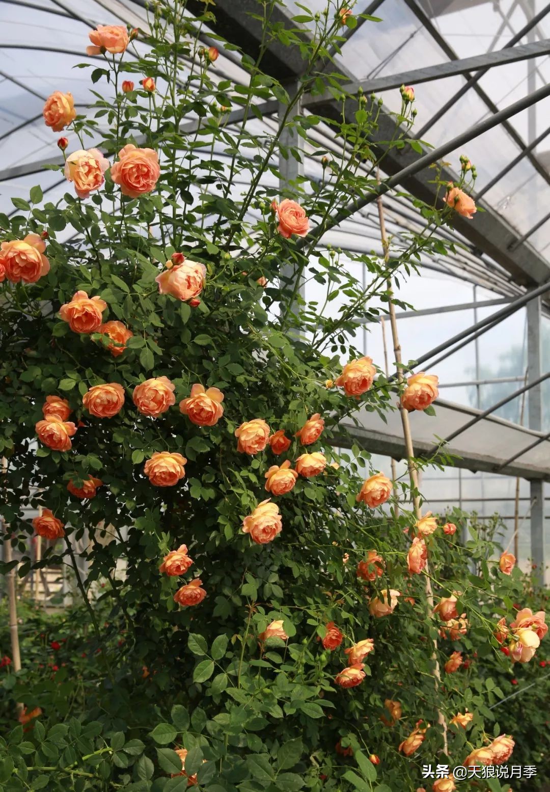 4月最浪漫的一次花开，是171个低价月季小苗带来的巅峰时刻！