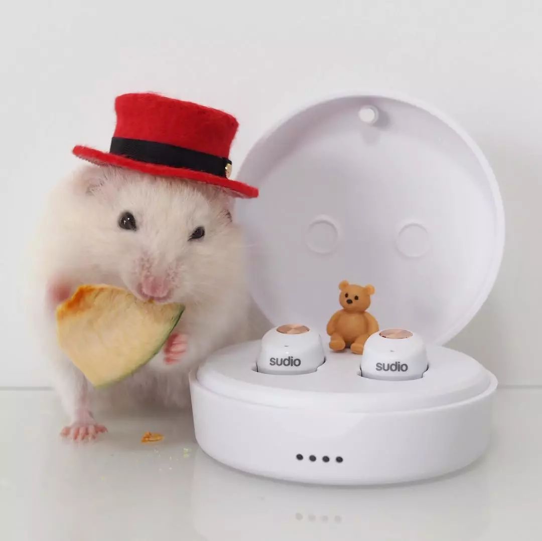 如何教仓鼠去定点的地方上厕所,怎么教仓鼠定点上厕所和洗澡