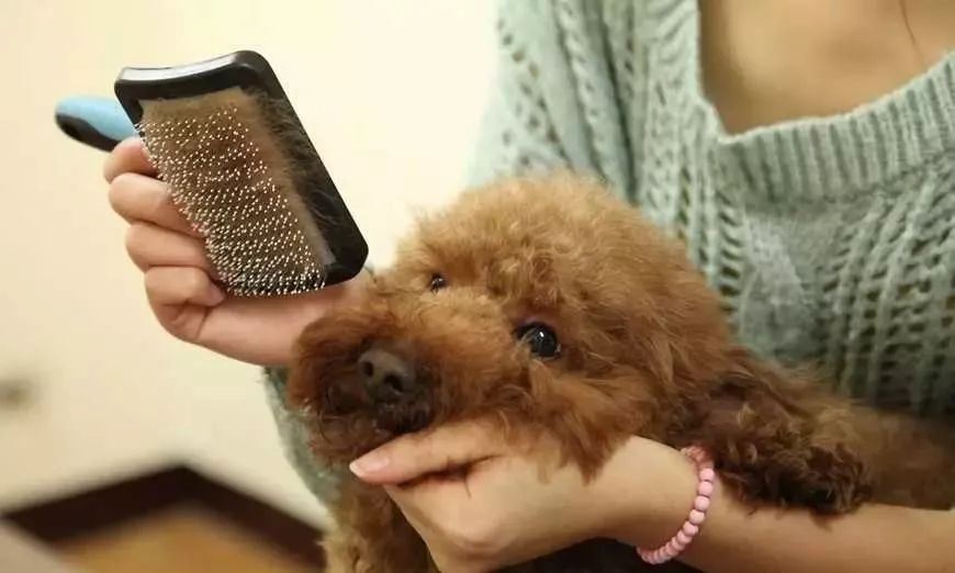 饲养小知识,养宠小知识狗狗篇之幼犬妙招