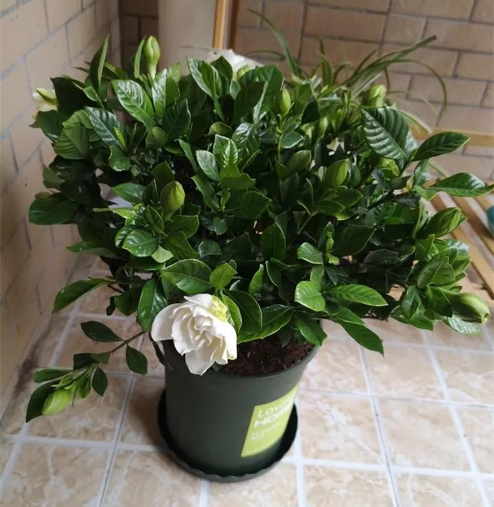 盆栽花发蔫什么原因,买回来的花很快就蔫的原因