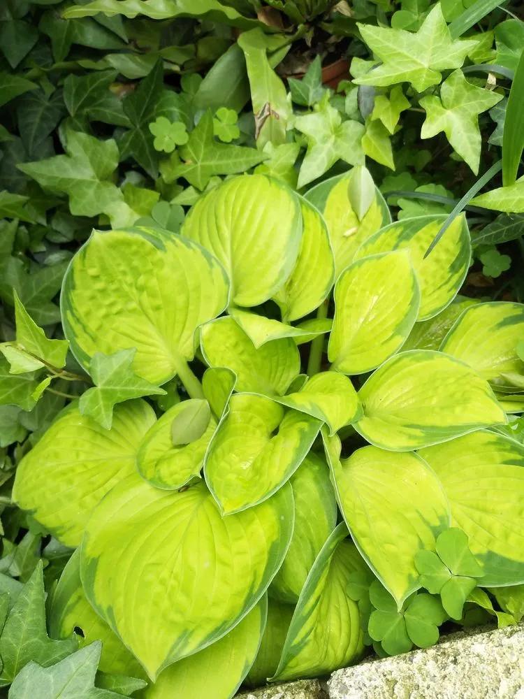 第七届园丁奖,第六届园丁奖奖励