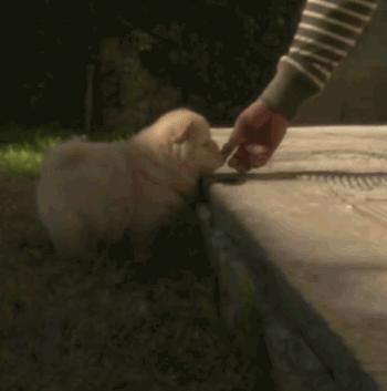 中国本土最古老的犬种之一,最古老的犬种是什么