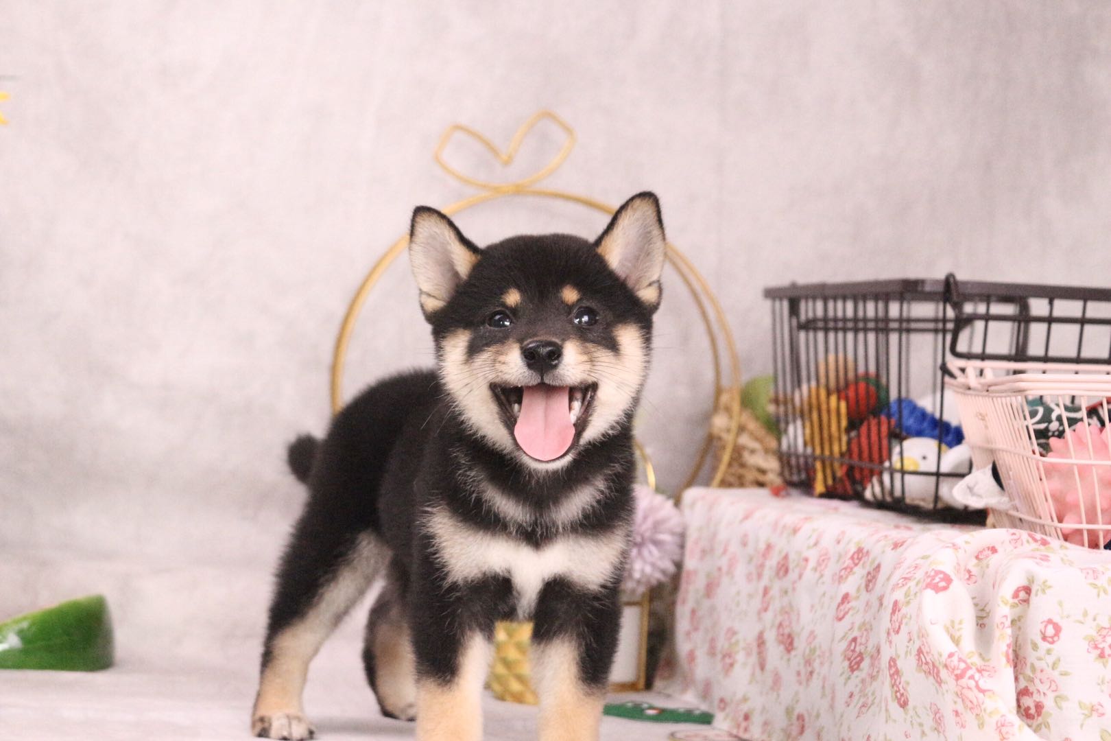 柴犬为什么价格悬殊那么大,柴犬价格为什么差距这么大