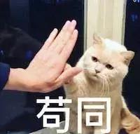新手第一次养猫养什么品种好,小学生养猫英短猫掉毛吗