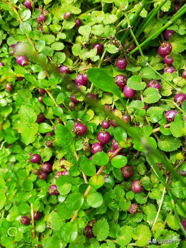 那些年我们一起摘过的野果子，现在少见了，你还记得几种