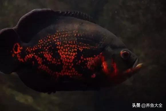 教你识鱼,地图鱼辨别