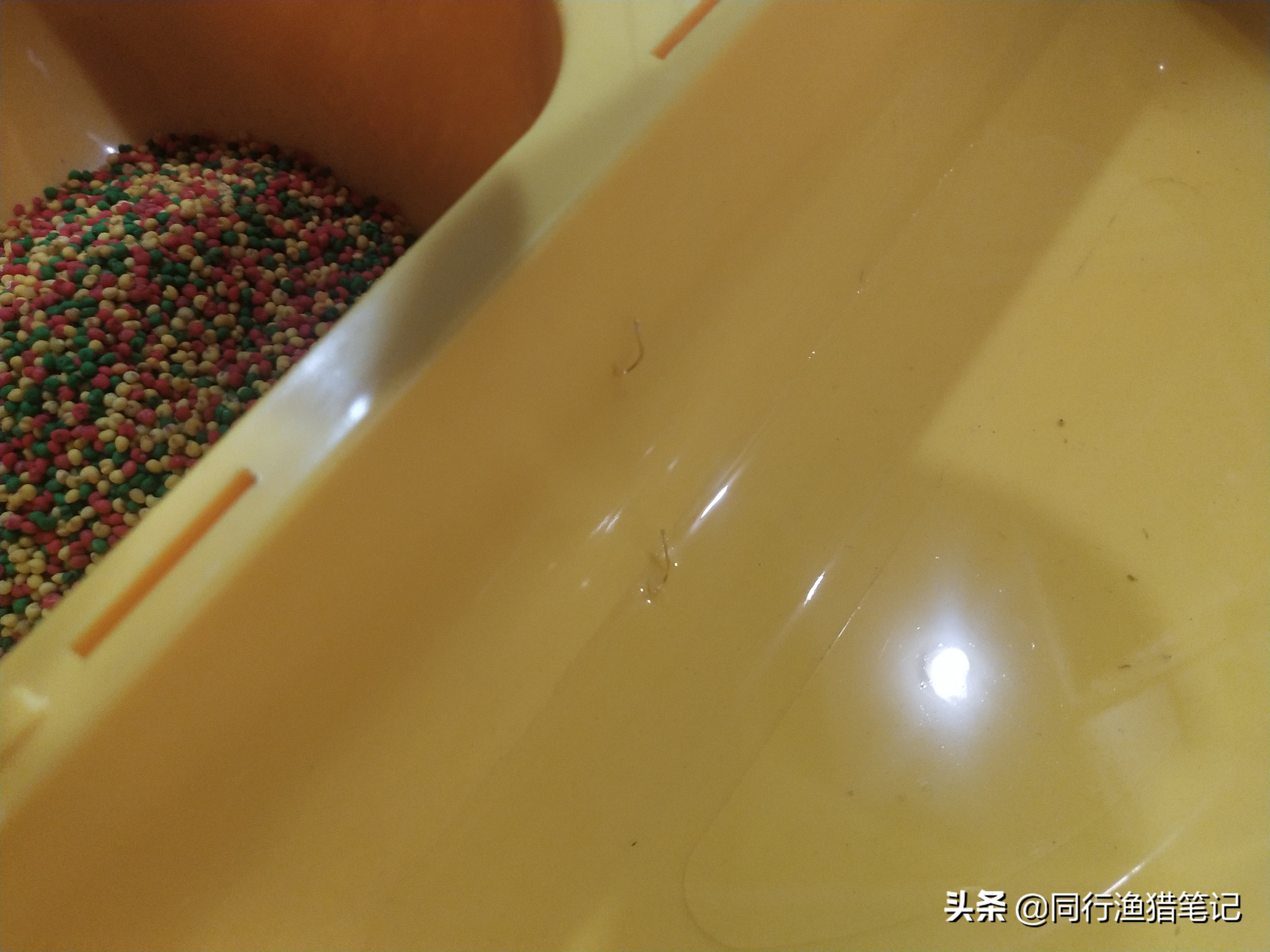 蘸料小米钓鱼,自制大米钓鲫鱼防止小杂鱼