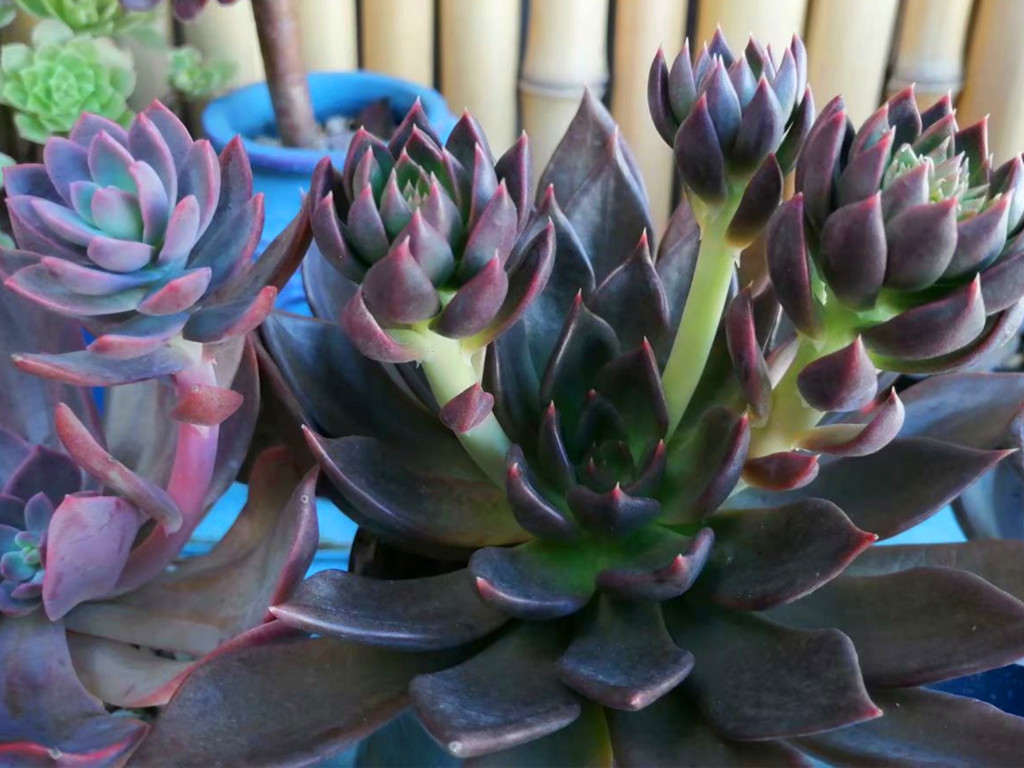 多肉长白霉菌斑怎么处理,白凤多肉叶片有斑是怎么回事