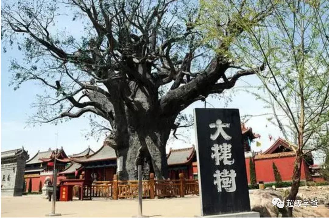 带你走进山西洪洞大槐树,山西洪洞大槐树背后的故事