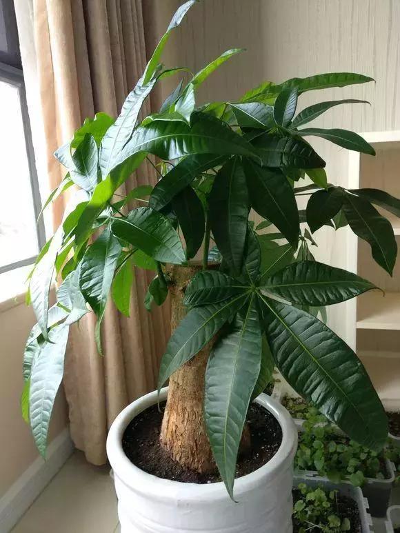 发财树水浇多了有点烂根怎么办呀,发财树水浇多了死了怎么救活