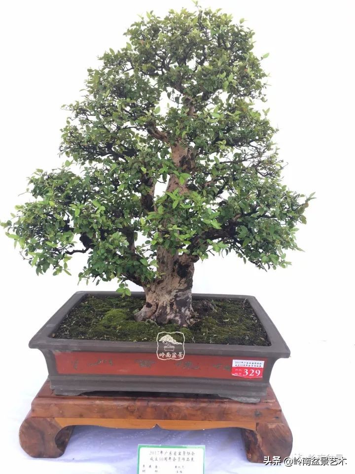 经典雀梅文人树盆景,十年以上的雀梅盆景图及价格