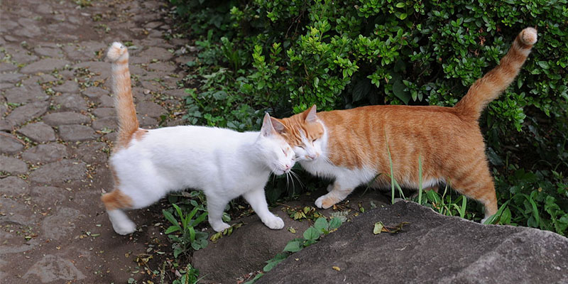 雄性猫为什么要长倒刺，在繁衍时刮伤雌性？这倒刺可不简单