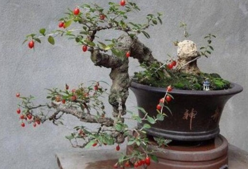 适合家庭养殖的盆景树,荆树疙瘩盆景如何造型