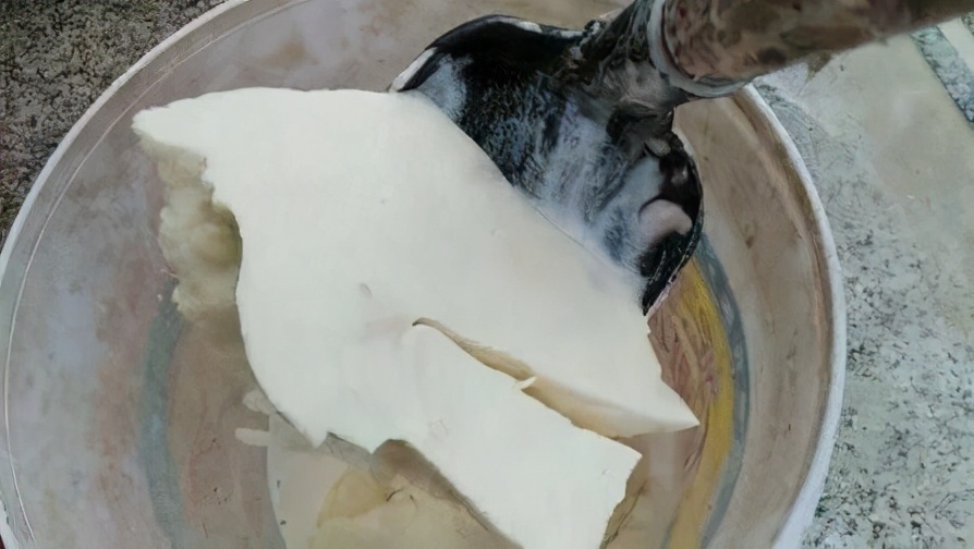 真正的芭蕉芋粉,芭蕉芋又叫蕉藕