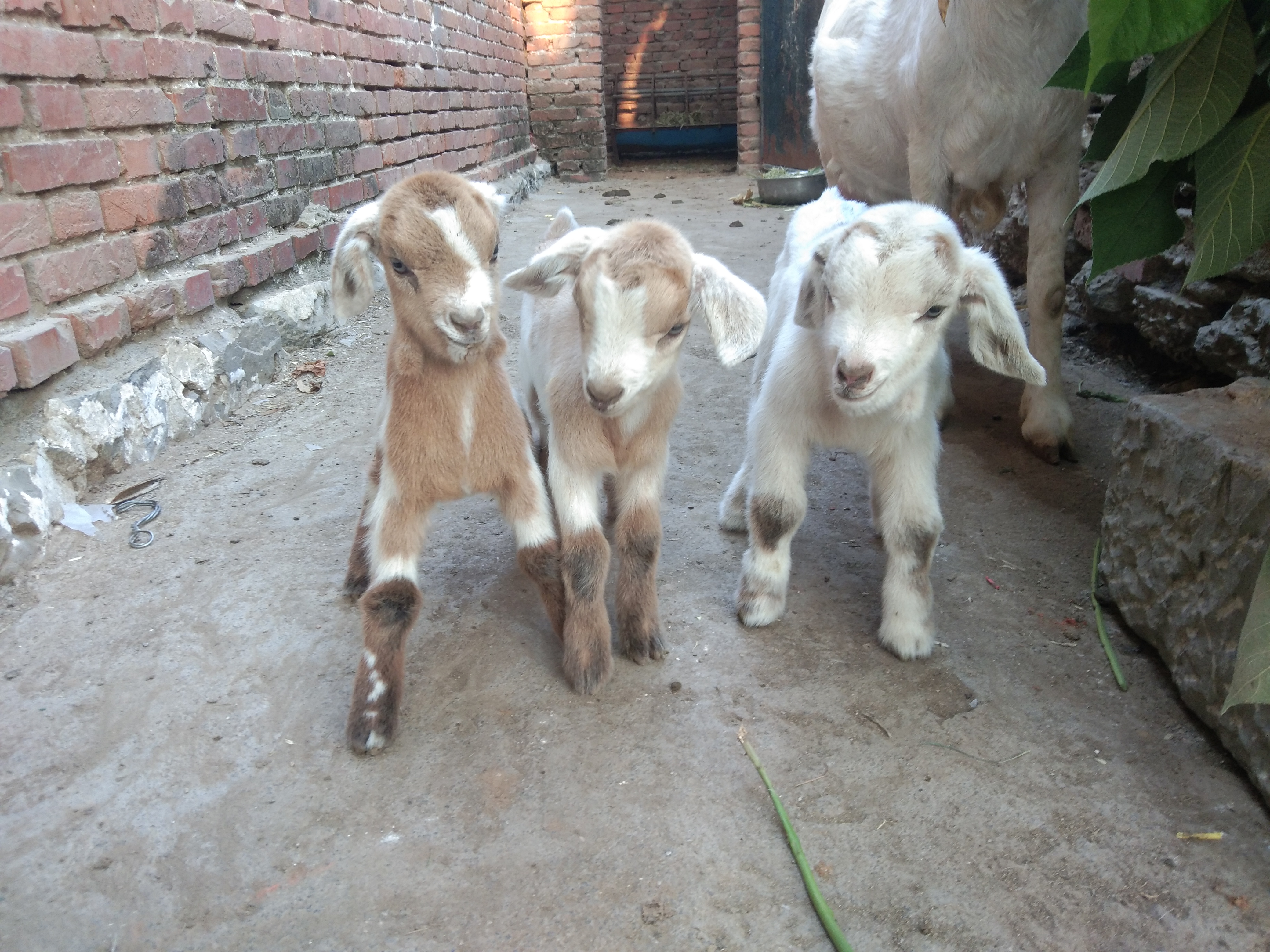 养羊常备哪些药,养羊准备的常用药