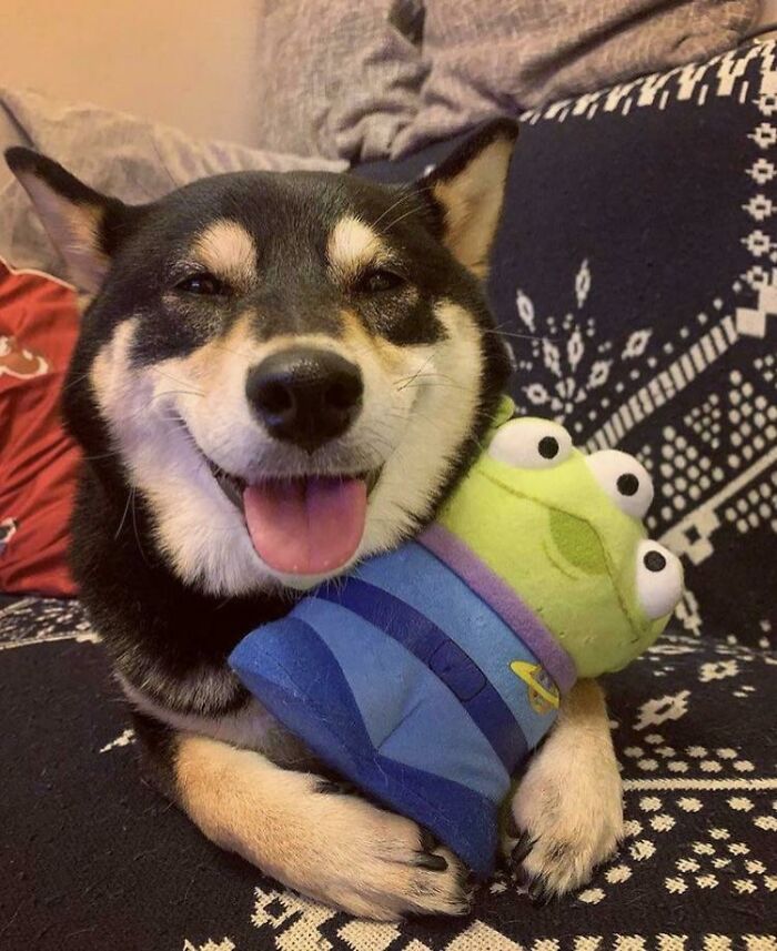 很多狗在一起合照,狗狗和小动物合影